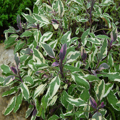 Tricolor Sage Herb Plants | Two Live Garden Plants | Non-GMO, Aromatic Herb, Interesting Color & Texture