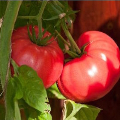 Brandywine Pink Tomato Plants | Two Live Garden Plants | Non-GMO, Amish Heirloom