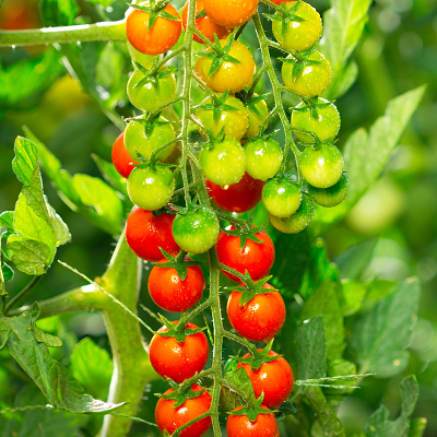 Candyland Tomato Plants | Two Live Garden Plants | Non-GMO, Indeterminate, Currant-Type