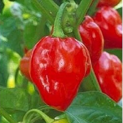 Caribbean Habanero Pepper | Two Live Garden Plants | Non-GMO, 2x Hotter than Ordinary Habaneros 300K SHU!