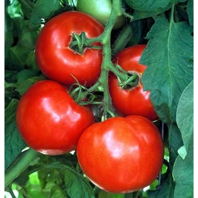 Celebrity Tomato Two Plants | Two Live Garden Plant | Non-GMO, Semi-Determinate