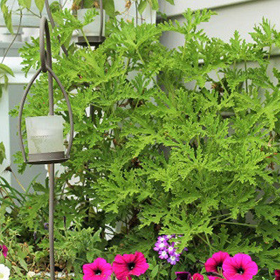 The Mosquito Trio | 9 Live Mosquito Repelling Plants | Geranium, Lemongrass, Lantana, Non-GMO
