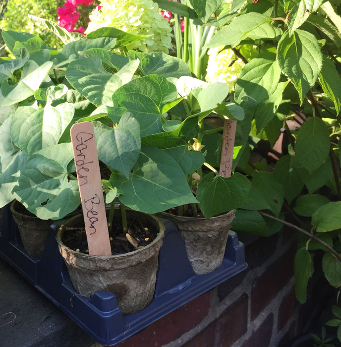 Biodegradable Seed Starting Pots | 100% Organic Recycled Paper | 60 3.5” Pots, 24 Wooden Tags