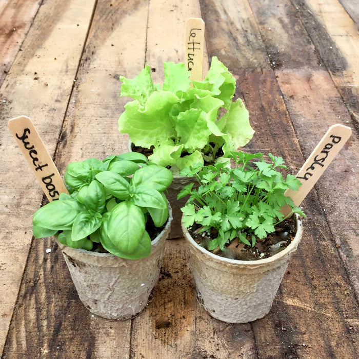 Biodegradable Seed Starting Pots | 100% Organic Recycled Paper | 60 3.5” Pots, 24 Wooden Tags