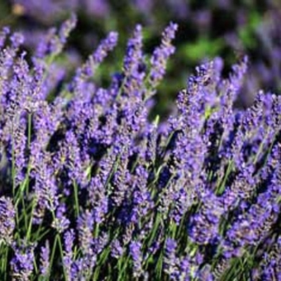 French Lavender | Two Live Herb Plants | Non-GMO, Everblooming, Mild Scent, Dries Well