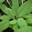 Garden Sage | Two Live Herb Plants | Non-GMO, Great Flavor, Compact Bushy Growth