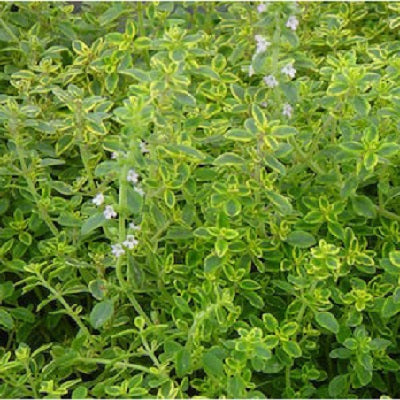 Golden Lemon Thyme | Two Live Herb Plants | Non-GMO, Pretty & Citrusy