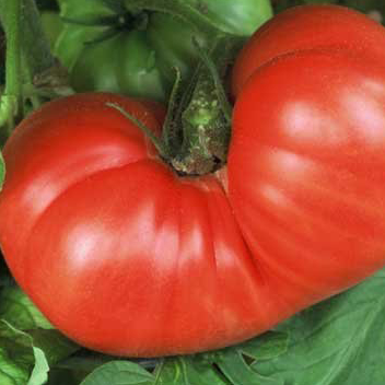 Goliath Tomato Plant | Two Live Plants | Non-GMO, Large Fruit, High Yield