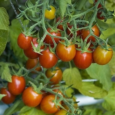 Grape Tomato Plants | Two Live Garden Plants | Non-GMO, Grape, Great Yield