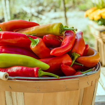 Hot Banana Pepper - Hungarian Hot Banana - Two Live Garden Plants | Non-GMO, Early Producer