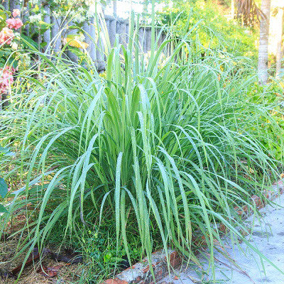 Lemongrass (Cymbopogon) | Two Live Herb Plants | Non-GMO, Mosquito Repellent, Edible, Medicinal Herb