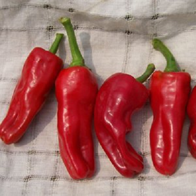 Melrose Pepper | Live Plants | Non-GMO | Heirloom Italian Sweet Pepper | Garden Favorite
