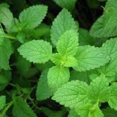 Peppermint Mint | Two Live Herb Plants | Non GMO, Hardy & Perennial to Zone 4