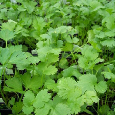Santo Cilantro | Two Live Herb Plants | Non-GMO, Slow to Bolt, Mexican Cuisine Must-Have