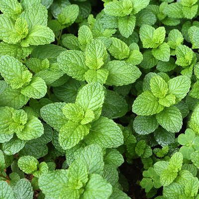 Spearmint Mint | Two Live Herb Plants | Non-GMO, Easy-Grower, Perennial in Most Zones