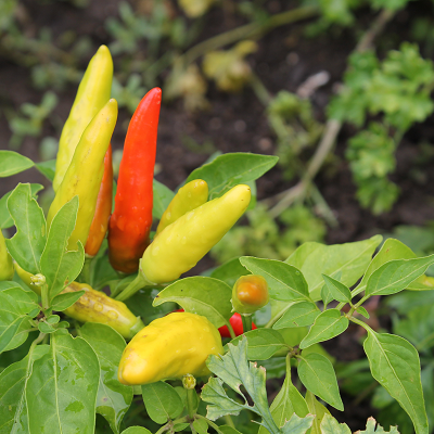 Super Chili Hot Pepper Plants | Two Live Veggie Garden Plants | Non-GMO, 40K SHU