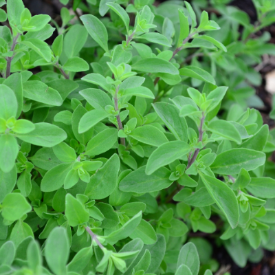 Sweet Marjoram | Two Live Herb Plants | Non-GMO, Use in Soups, Stews & Italian Dishes