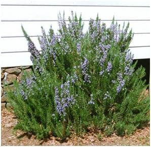 Upright Rosemary | Two Live Herb Plants | Non-GMO, Ornamental & Edible