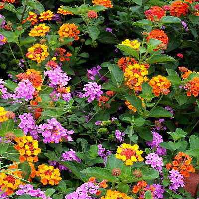 The Mosquito Trio | 9 Live Mosquito Repelling Plants | Geranium, Lemongrass, Lantana, Non-GMO