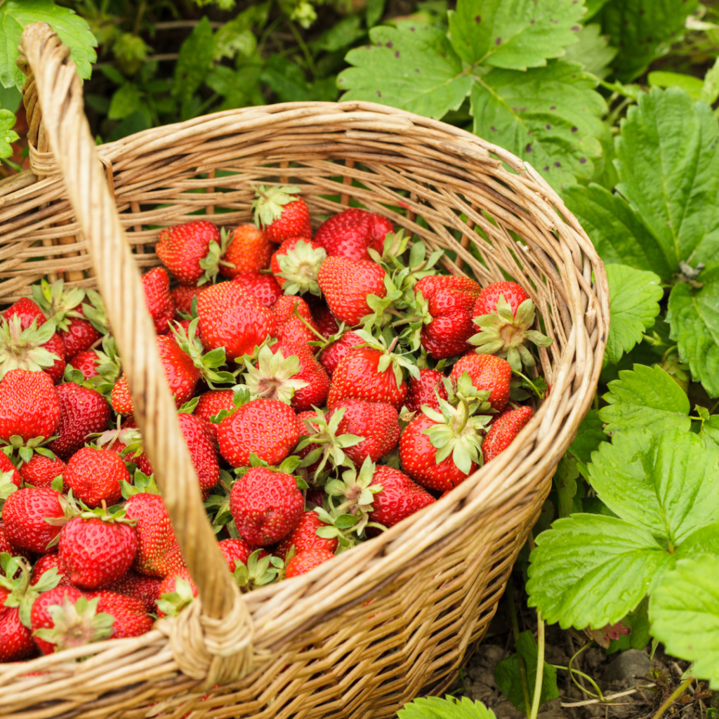 Sweet Success: A Guide to Planting and Caring for Strawberry Plants