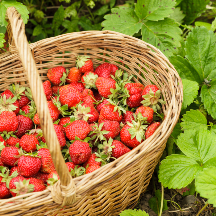 Sweet Success: A Guide to Planting and Caring for Strawberry Plants