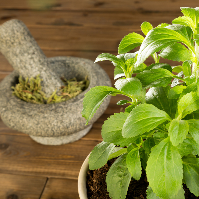 How to Grow Your Own Natural Sweetener: Stevia Plants