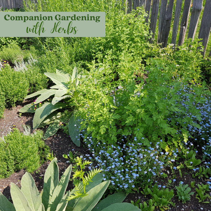 10 Best Herbs to Plant with Veggies
