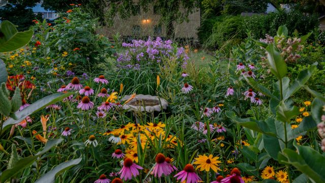 How to Plant Perennials in the Fall