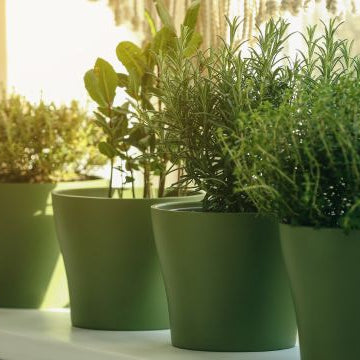 How To Grow Fresh Herbs Indoors.