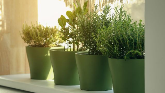 How To Grow Fresh Herbs Indoors.