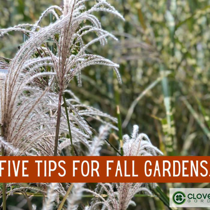 Five Garden Tasks for Fall