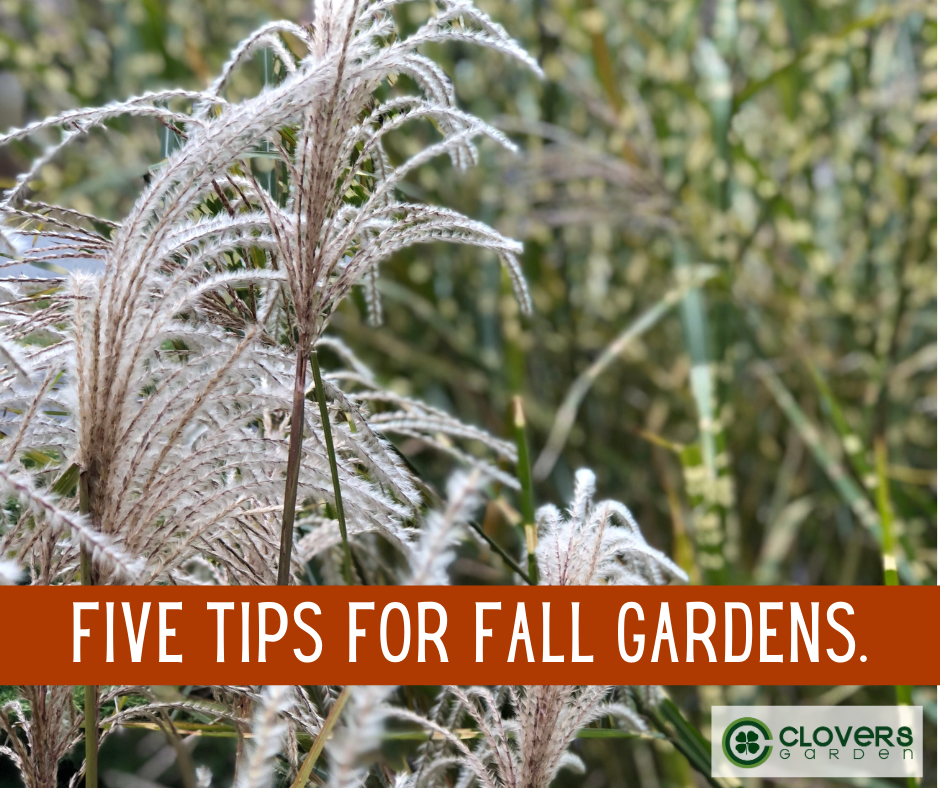 Five Garden Tasks for Fall