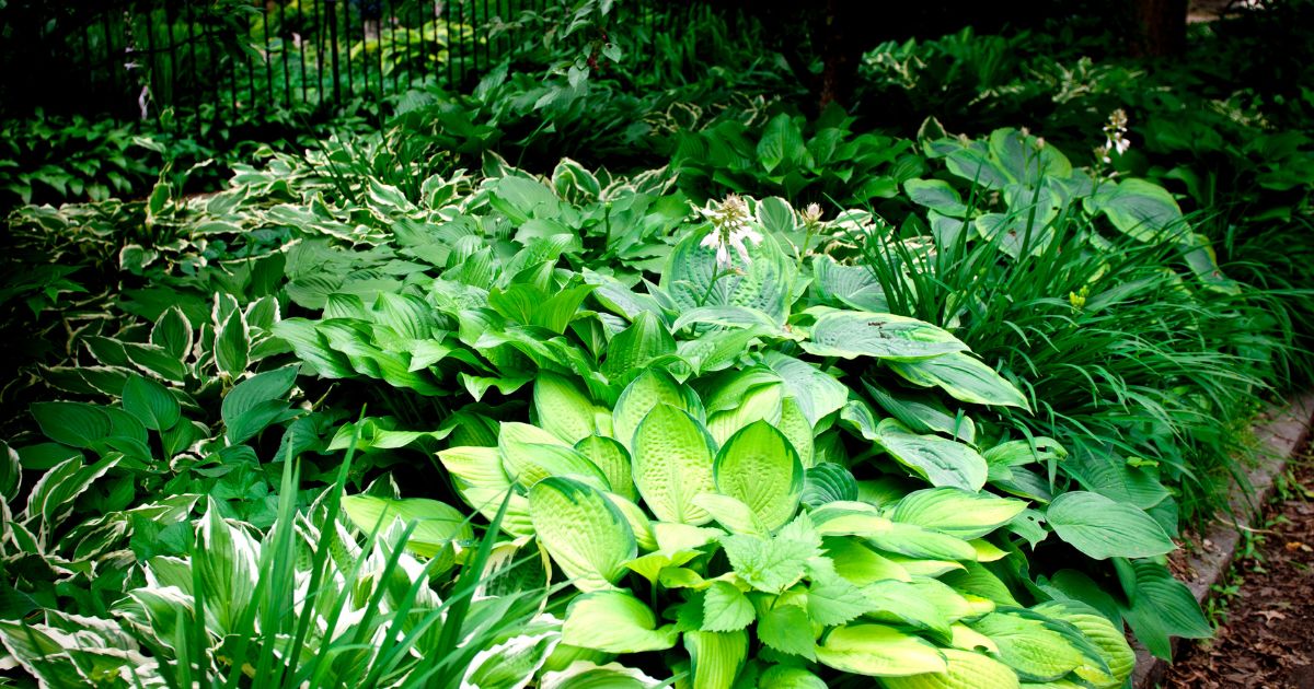 How to Plant Hostas in Your Garden