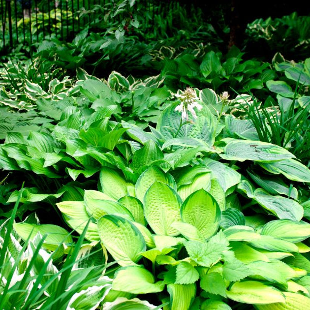 How to Plant Hostas in Your Garden