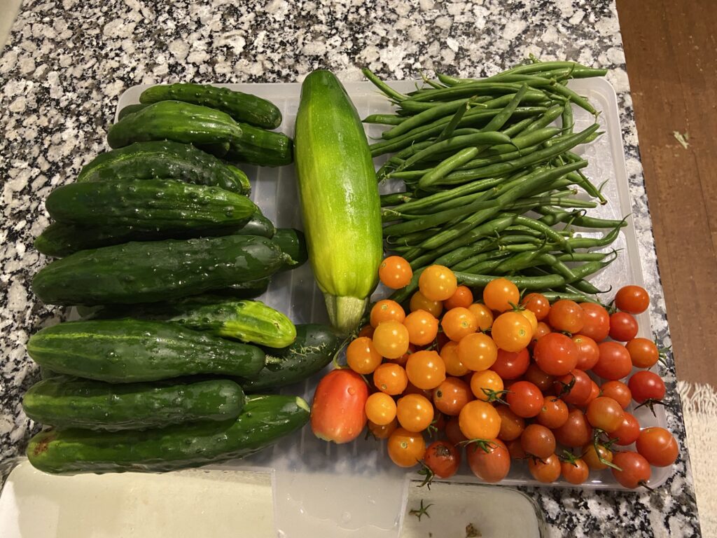 How Much Food Can One Small Garden Grow?