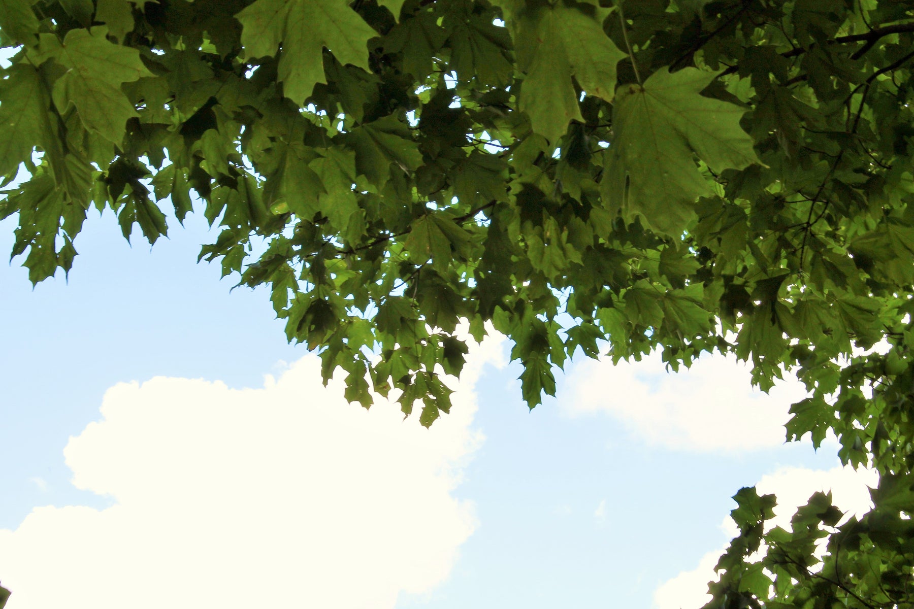 Landscaping for Energy Reduction