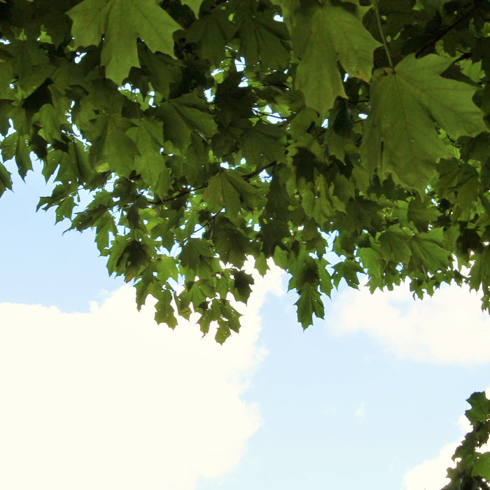 Landscaping for Energy Reduction