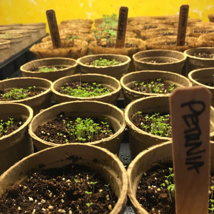 Starting Garden Seeds Indoors: Supplies, Space, and Lighting Needs