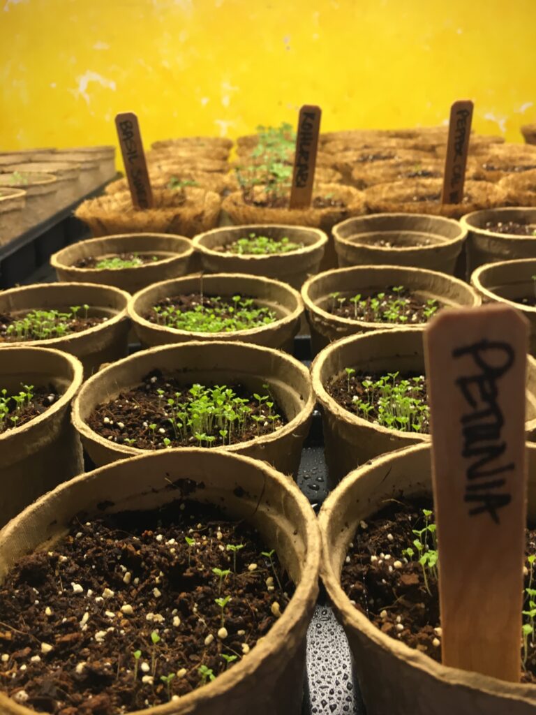 Starting Garden Seeds Indoors: Supplies, Space, and Lighting Needs