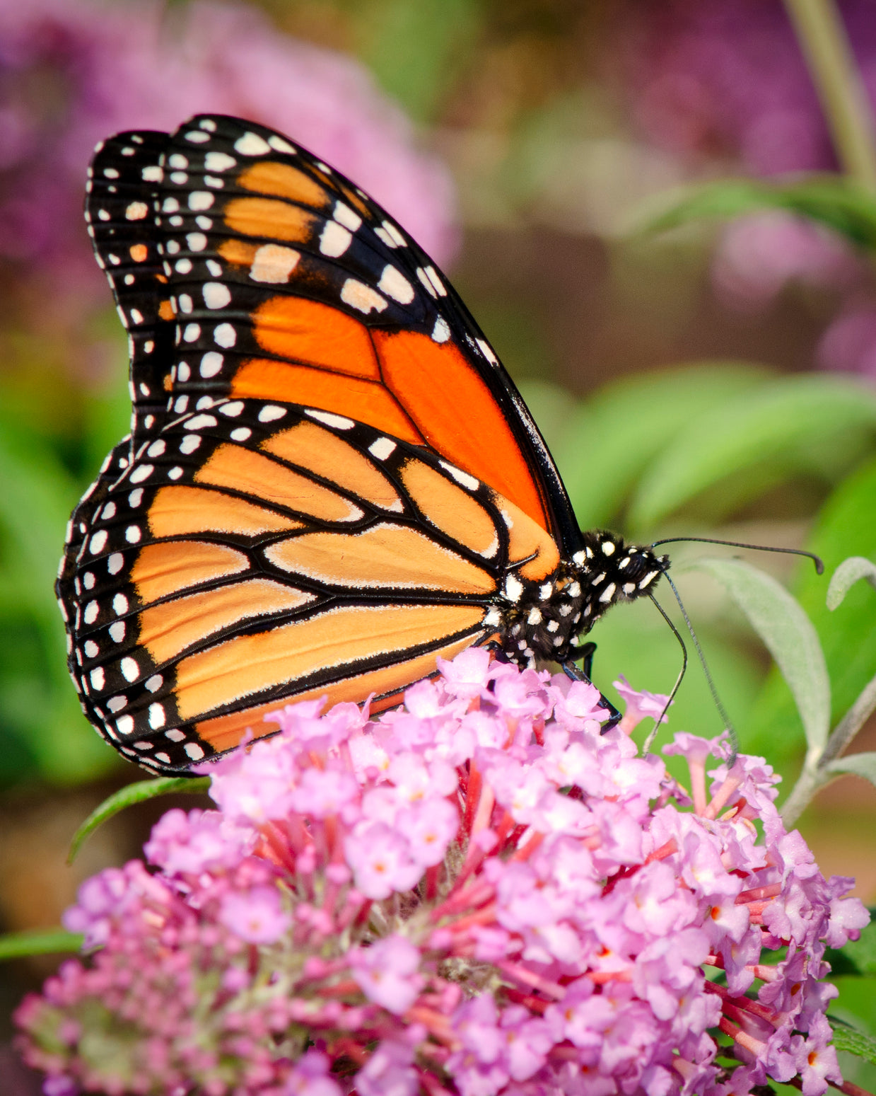 Why is a Pollinator Garden Important?