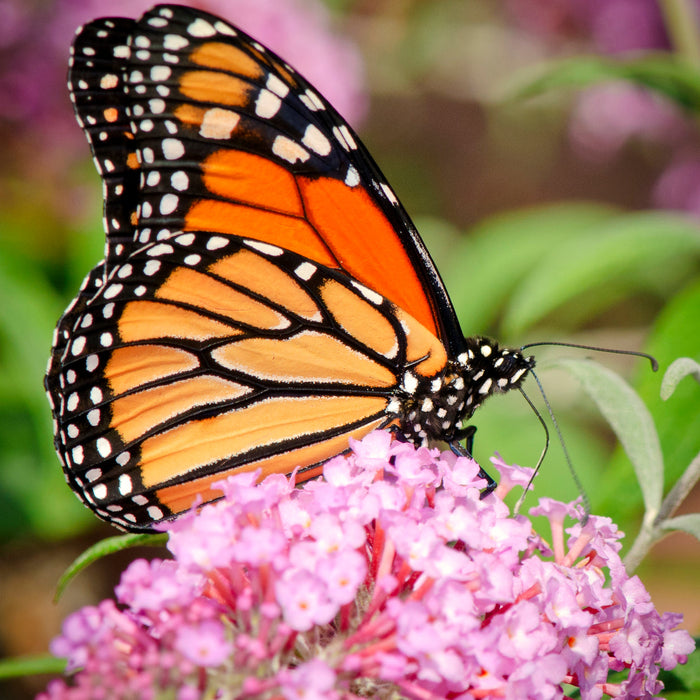 Why is a Pollinator Garden Important?