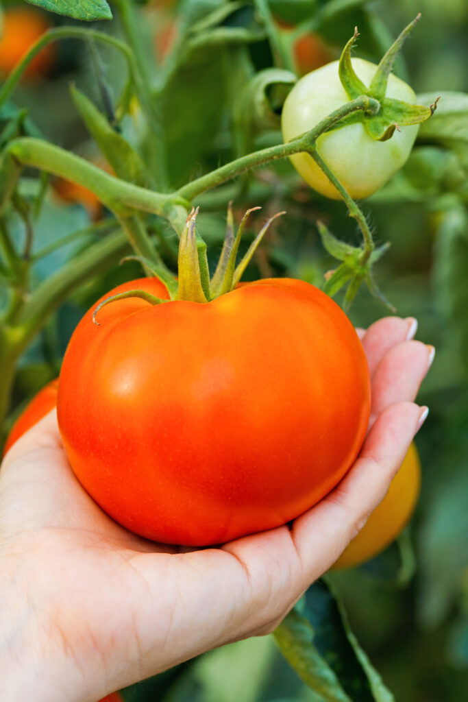 How to Pick the Best Tomato Plant