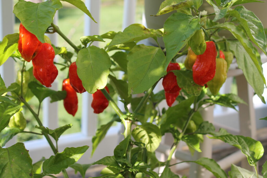 A Spicy Adventure: How to Grow Hot Peppers Like a Pro