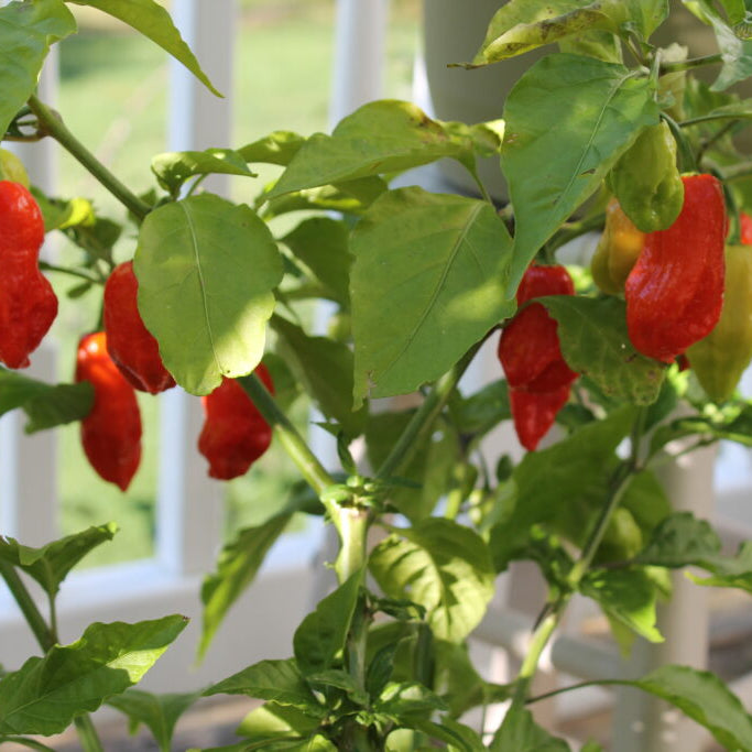 A Spicy Adventure: How to Grow Hot Peppers Like a Pro