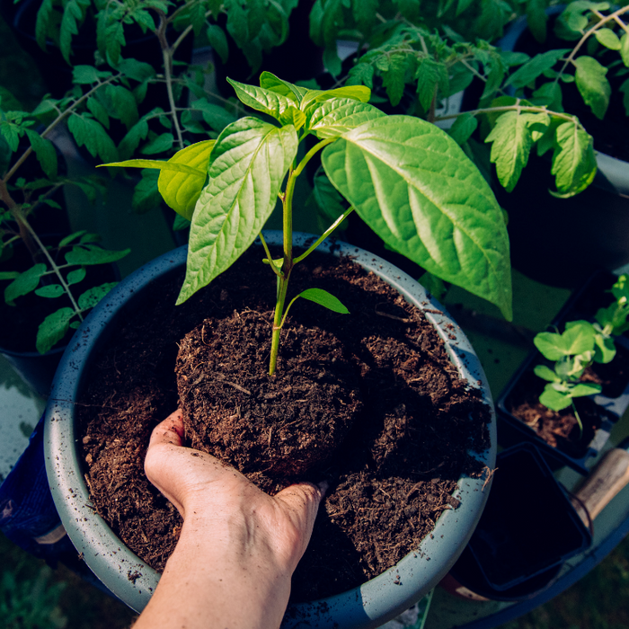 How to Grow Hot Peppers in Containers.