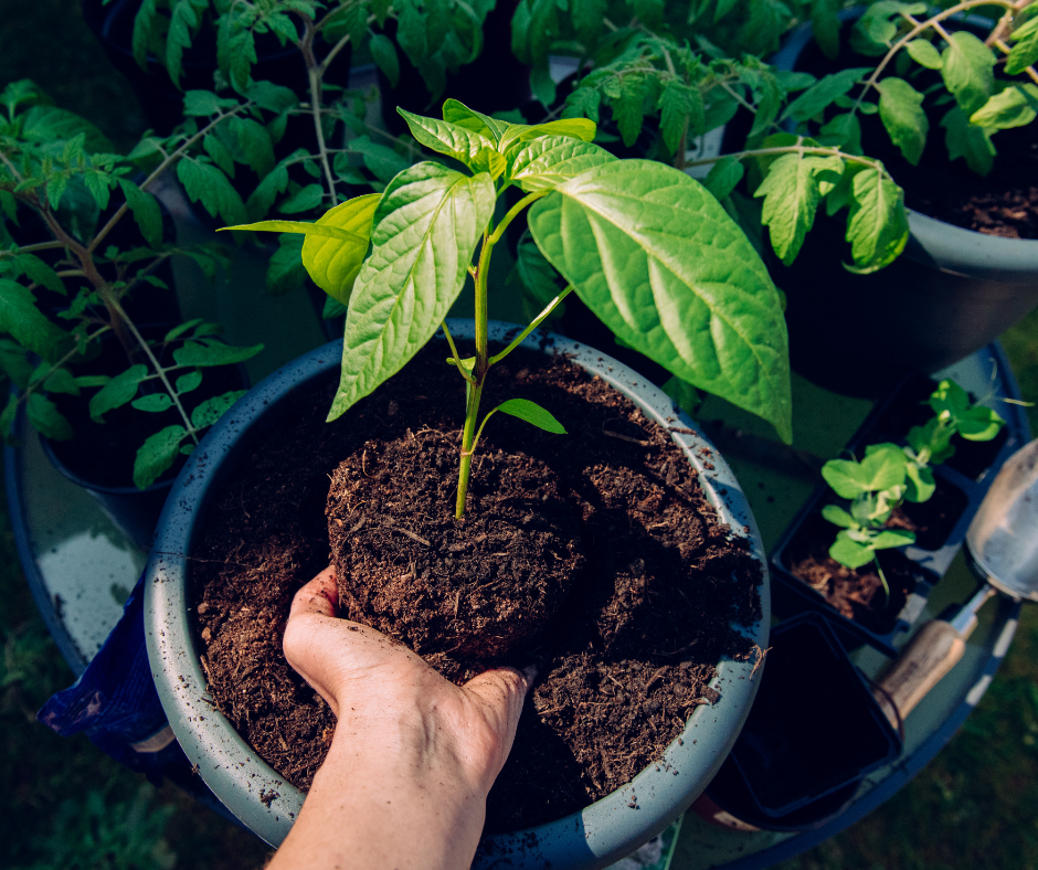 How to Grow Hot Peppers in Containers.