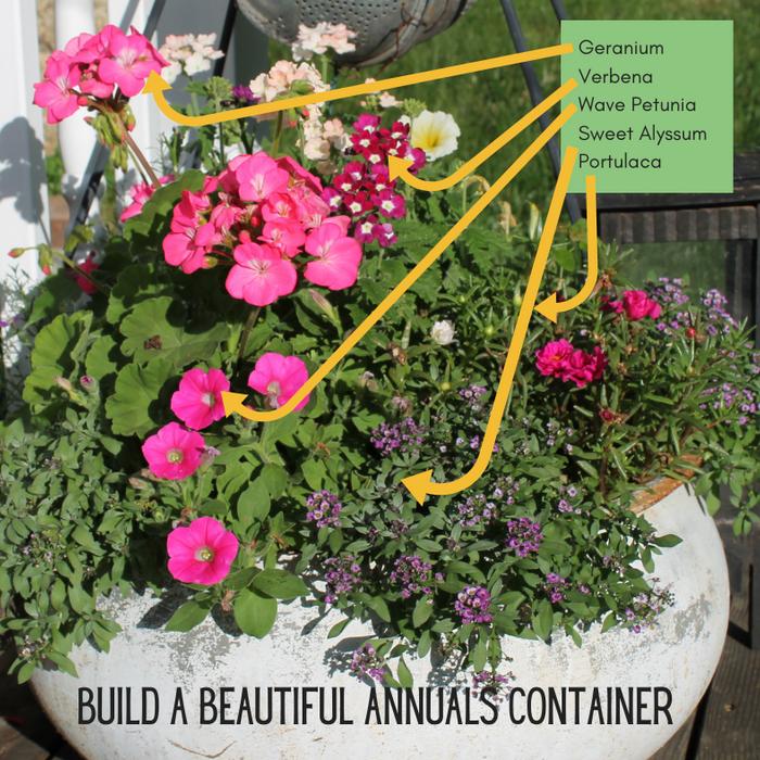 How to Build a Container Garden