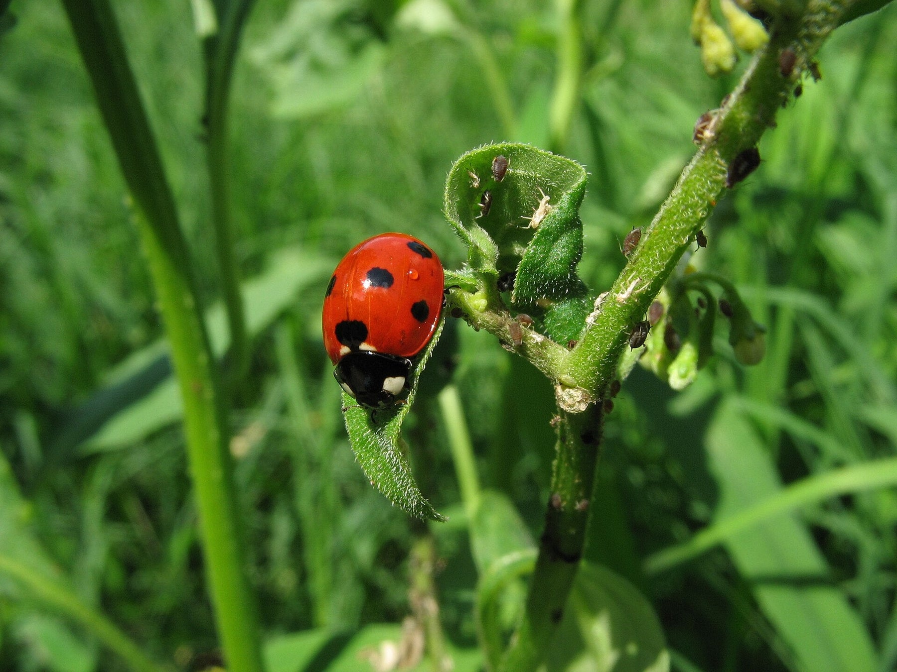 Ladybug — natural pest control
