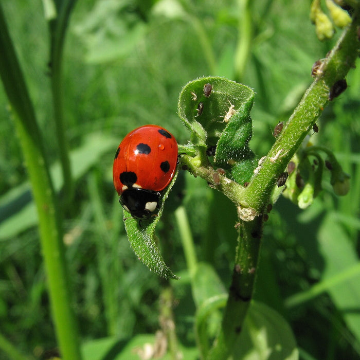 Ladybug — natural pest control