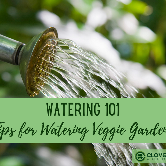 How to Water Your Garden